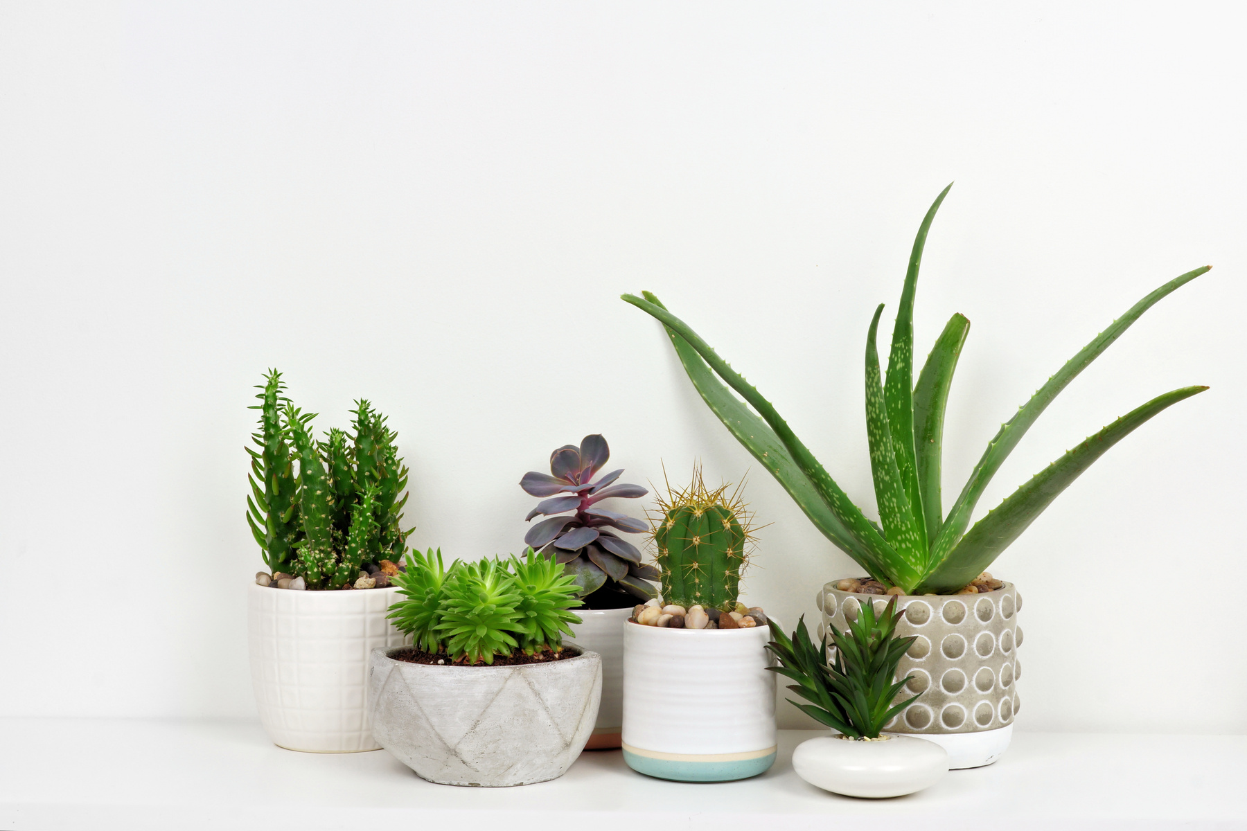 Various cacti and succulents in pots on shelf against white wall